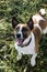 Funny dog, Jack Russell Terrier looking up, ready to play. Portrait purebred dog in the park, selective focus