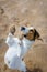 Funny dog Jack Russell Terrier is on the sand on its hind legs and asks what. The view from the top.