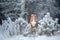 Funny dog jumps in the winter in the snow. Nova Scotia Duck Tolling Retriever,