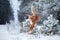Funny dog jumps in the winter in the snow. Nova Scotia Duck Tolling Retriever,