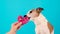 Funny dog licks pink toy heart on light blue background