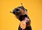 funny dog with lollipop. Doberman puppy on a yellow background