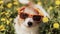 Funny dog looking in the flowers with sunglasses, spring, summer fun