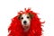 FUNNY DOG IN MARDI GRAS CARNIVAL RED FEATHER BOA. ISOLATED STUDIO SHOT AGAINST WHITE BACKGROUND