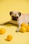 Funny dog mops is playing with lemons on a yellow background