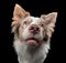 Funny dog muzzles. funny border collie on a black background facial expressions.