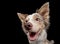 Funny dog muzzles. funny border collie on a black background facial expressions.