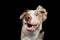 Funny dog muzzles. funny border collie on a black background facial expressions.