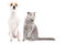 Funny dog Parson Russell Terrier and cat Stottish Fold sitting together with raised paws