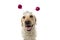 FUNNY DOG PARTY. LABRADOR WEARING A HEADBAND O DIADEM WITH PINK DISCO BALL BOPPERS