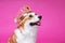 Funny dog pembroke welsh corgi in the crown, like a king, a prince on a pink studio background