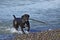 Funny dog playing on the beach