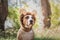 Funny dog portrait in bear hat photographed outdoors. Cute staff