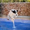 funny dog portrait, pool jump