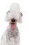 Funny dog portrait on white background