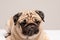 Funny dog pug breed making angry face