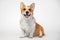 Funny dog puppy breed welsh corgi pembroke sit and smiles broadly on a white background. not isolate