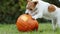 Funny dog puppy chewing, eating a pumpkin in autumn, halloween, fall or happy thanksgiving concept