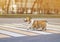 Funny dog puppy corgi safely crosses the road on a pedestrian crossing on a city street