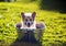 Funny dog puppy Corgi washes in a metal bath and cools outside in summer on a Sunny hot day in shiny foam bubbles and smiles