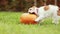 Funny dog puppy running and playing with a pumpkin in autumn, halloween, fall or happy thanksgiving fun