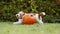 Funny dog puppy running and playing with a pumpkin in autumn, halloween, fall or happy thanksgiving fun