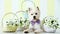 Funny dog with rabbit ears. Easter holiday concept