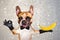 Funny dog red french bulldog waiter in a black bow tie hold a banana fruit yellow and show a sign approx. Animal on gray