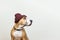Funny dog in red hipster knit hat.
