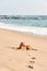 Funny Dog Rest on Ocean Beach Sand, Summer Chill