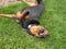 Funny Dog Rolling in Grass