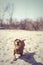 Funny dog is running along beach like a powerful predator