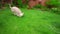 Funny dog running grass. White poodle running away. Happy dog jumping on grass