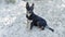 Funny dog on a sandy beach