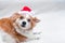 Funny dog in Santa hat. Concept New Year and Christmas. 2021