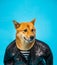 Funny dog Shiba Inu in leather jacker on blue background