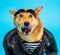 Funny dog shiba inu in leather jacket and striped t-shirt licking