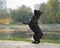Funny dog stands on its hind legs. Park, autumn