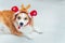 Funny dog in a suit of Santa`s deer. Concept New Year and Christmas. 2021. Deer antler