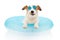 FUNNY DOG SUMMER VACATIONS. JACK RUSSELL DOG SUNBATHING WITH BLUE AIR FLOAT POOL WEARING SUNGLASSES ON HOLIDAYS. ISOLATED AGAINST