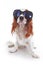 Funny dog with sunglasses. Summer edition. Cavalier king charles spaniel dog photo. Beautiful cute cavalier puppy dog on