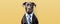 Funny dog in a tie on a colored background