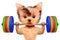 Funny dog training with barbell in sport gym