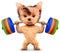 Funny dog training with barbell in sport gym