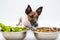 Funny dog and two bowls of natural vegetables and regular dog food, studio shot.