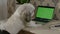 Funny dog use laptop with green screen at home desk Rbbro. Smart cute pet use internet, look around