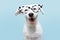 Funny dog wearing glasses celebrating halloween or carnival. Happy expression. Isolated on blue background