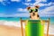 Funny dog wearing sunglasses popping up behind deckchair at beach of paradisiac sea