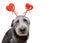 Funny Dog Wearing Valentine Heart Headband