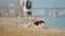 funny dog welsh corgi breed walks outdoors with his woman owner at sunny winter day on sandy beach. walking outside with